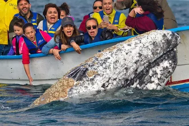 Inicia el Festival de la Ballena Gris en Puerto Adolfo López Mateos este viernes 30 de enero