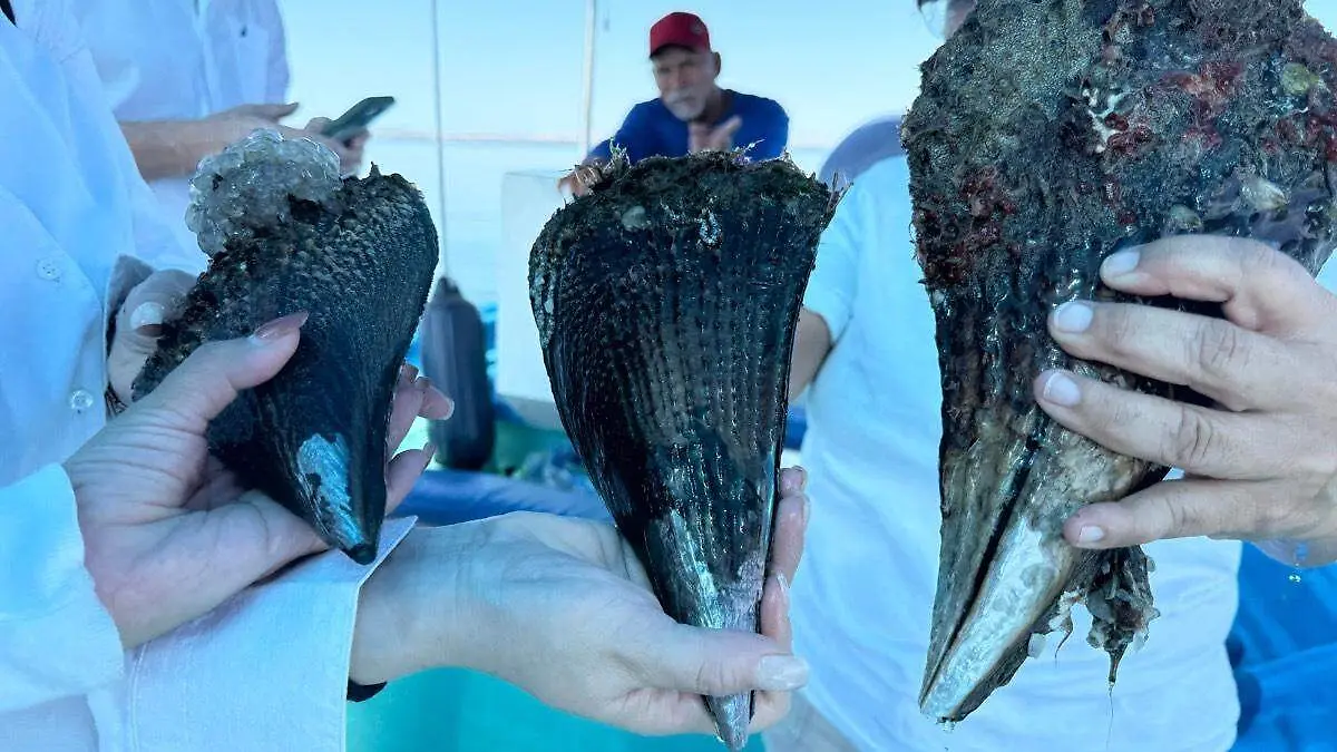 Callo de hacha, tesoro gastronómico de la bahía de La Paz