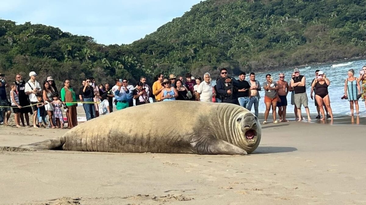 Elefante marino sudcaliforniano se va a ‘turistear’ en playas de Nayarit