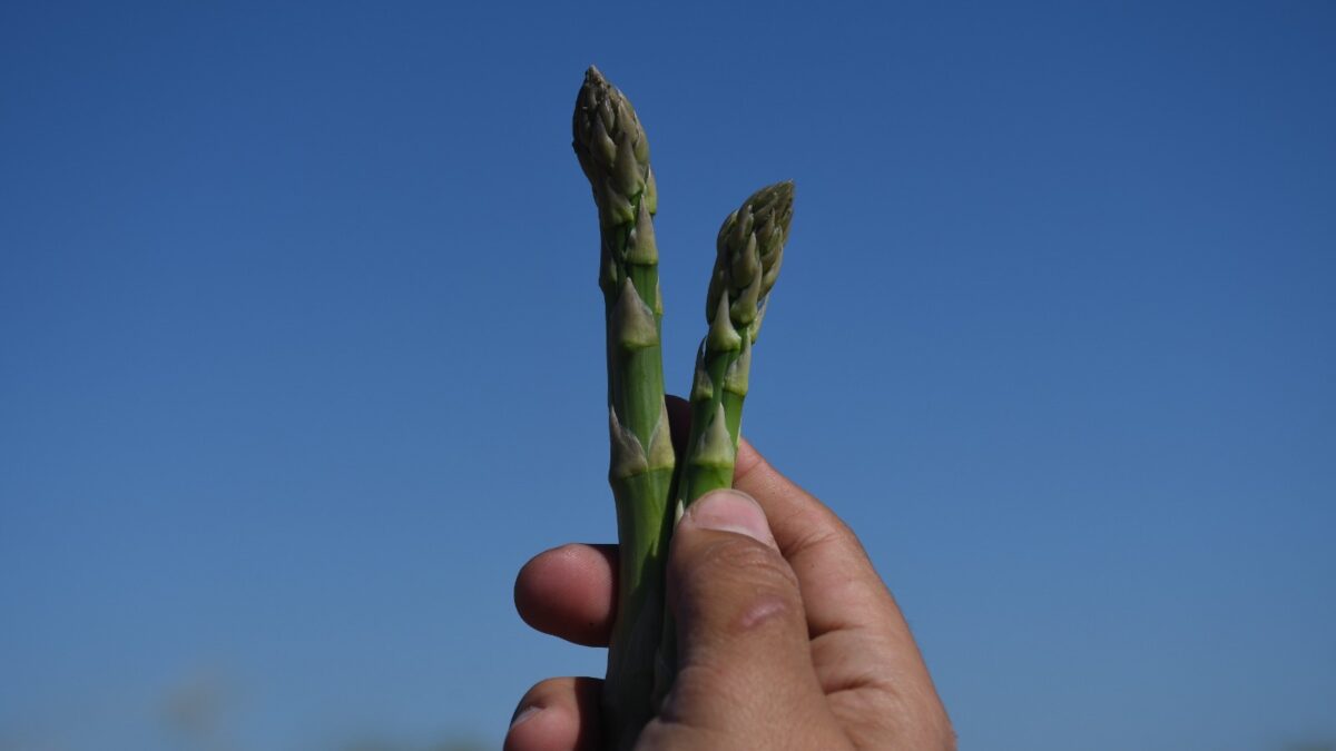 Mantiene BCS el segundo lugar nacional en producción de espárrago y genera 20 mil empleos