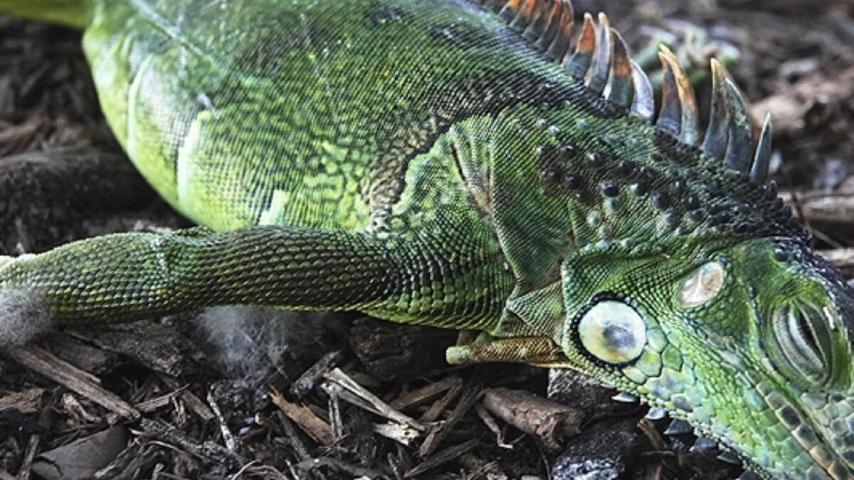Florida vive insólita lluvia de iguanas congeladas; habitantes pueden sacrificarlas