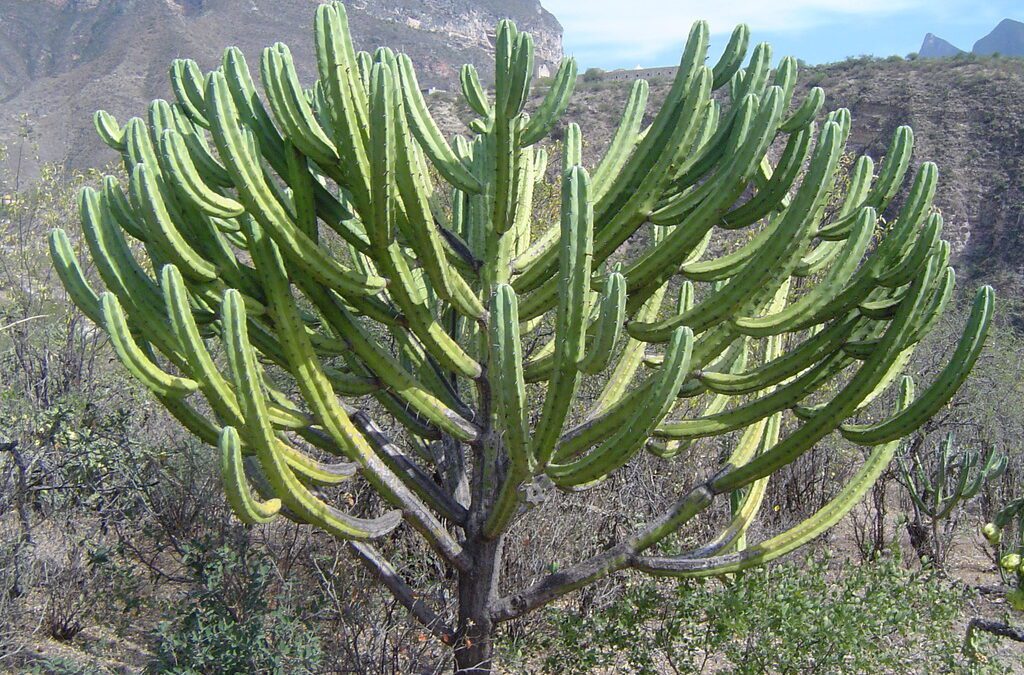 El consumo de garambullo previene y retrasa el cáncer de colon, revela estudio
