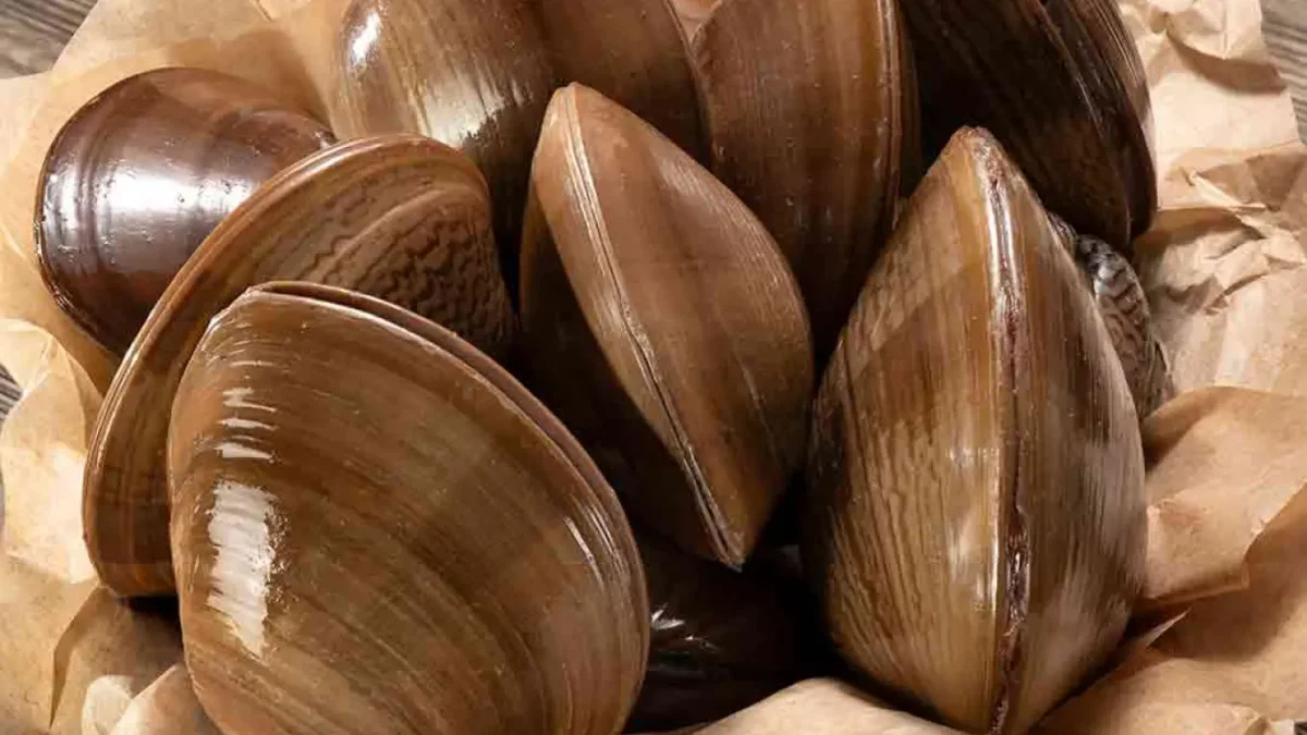 El colapso de la almeja chocolata: ¿a un bocado de la extinción si no frenamos su consumo?