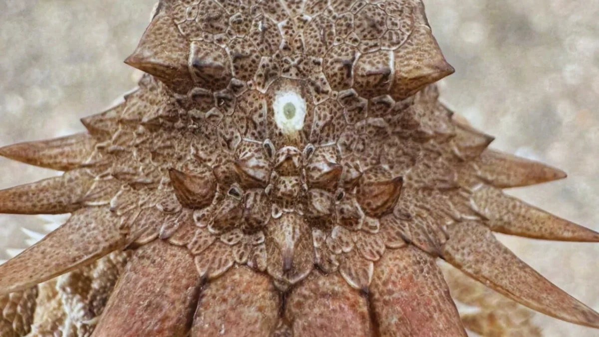 Hace 600 millones de años existió un “cíclope” con un solo ojo en la frente. Según un nuevo estudio, de él descienden nuestros ojos y nuestra forma de ver el mundo