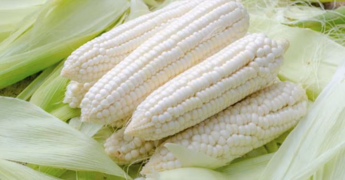 Agricultura paga más de 1,800 mdp a productores de maíz blanco y amarillo