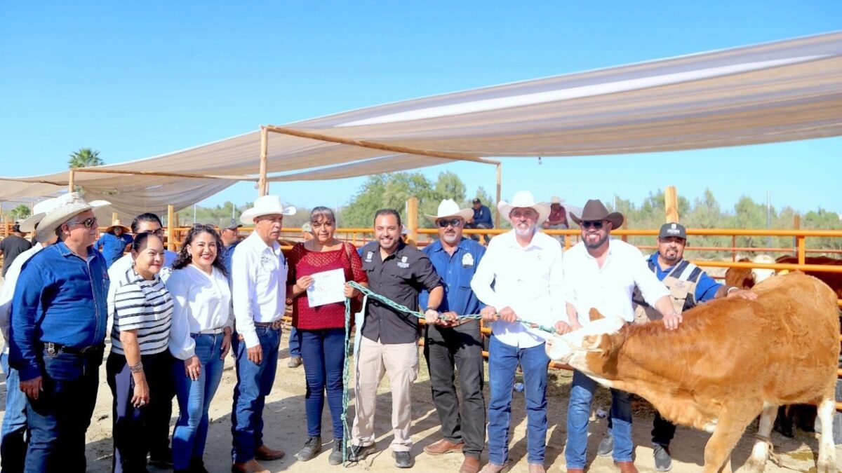 Entrega Ayuntamiento de Los Cabos 115 sementales bovinos; apoyan ganadería local.