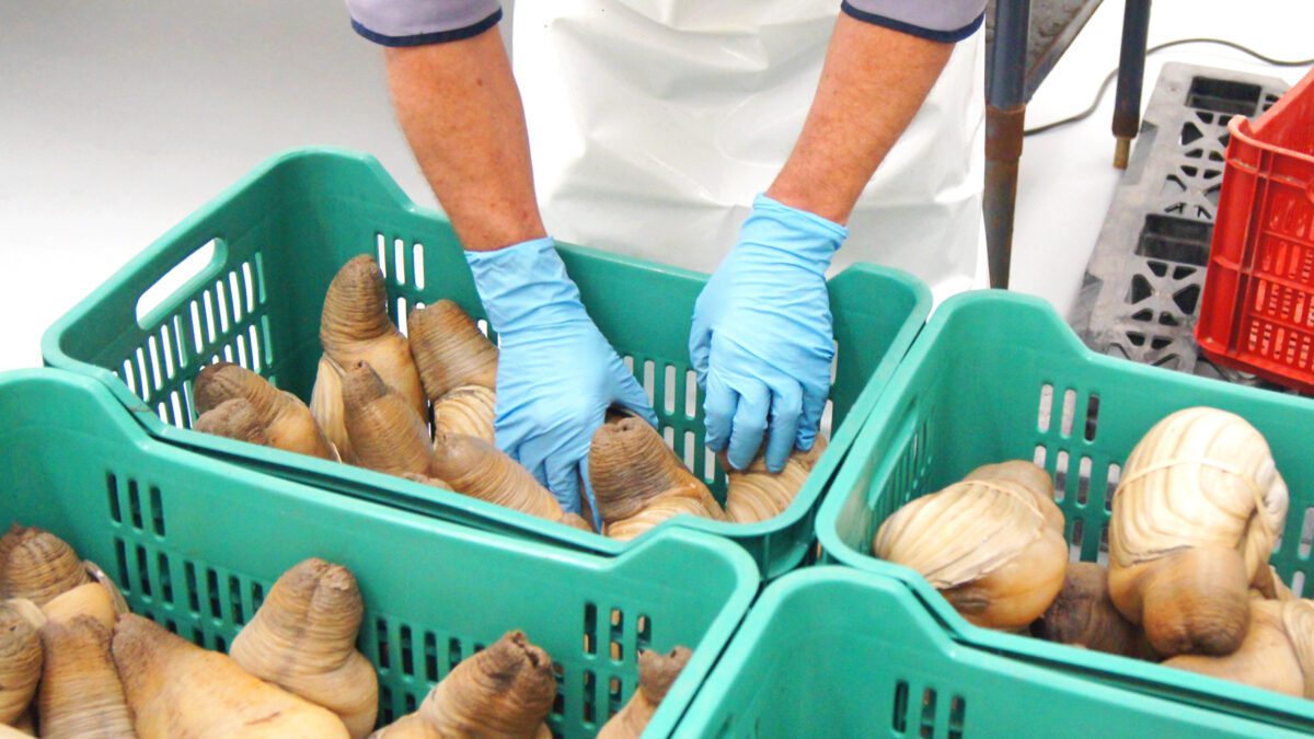 La almeja generosa, un manjar de la gastronomía mundial