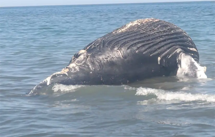 Aparece ballena sin vida en La Paz tras quedar enredada en una red de pesca