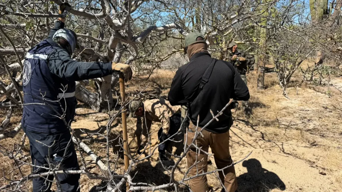 Localizan restos óseos en el arroyo El Cajoncito durante jornada de búsqueda en La Paz