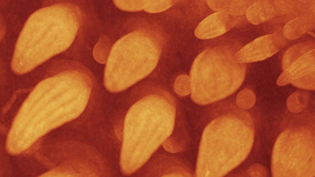 Modifican el ADN de pollos de corral y logran que desarrollen un rasgo propio de los dinosaurios