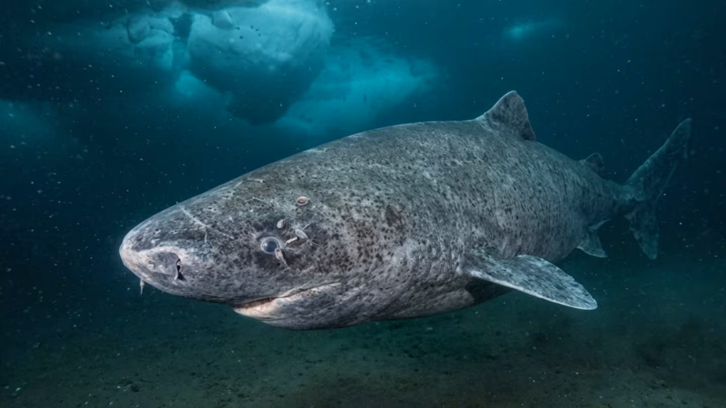 Hallazgo histórico: científicos localizaron un tiburón de 399 años en el océano, nacido en 1627