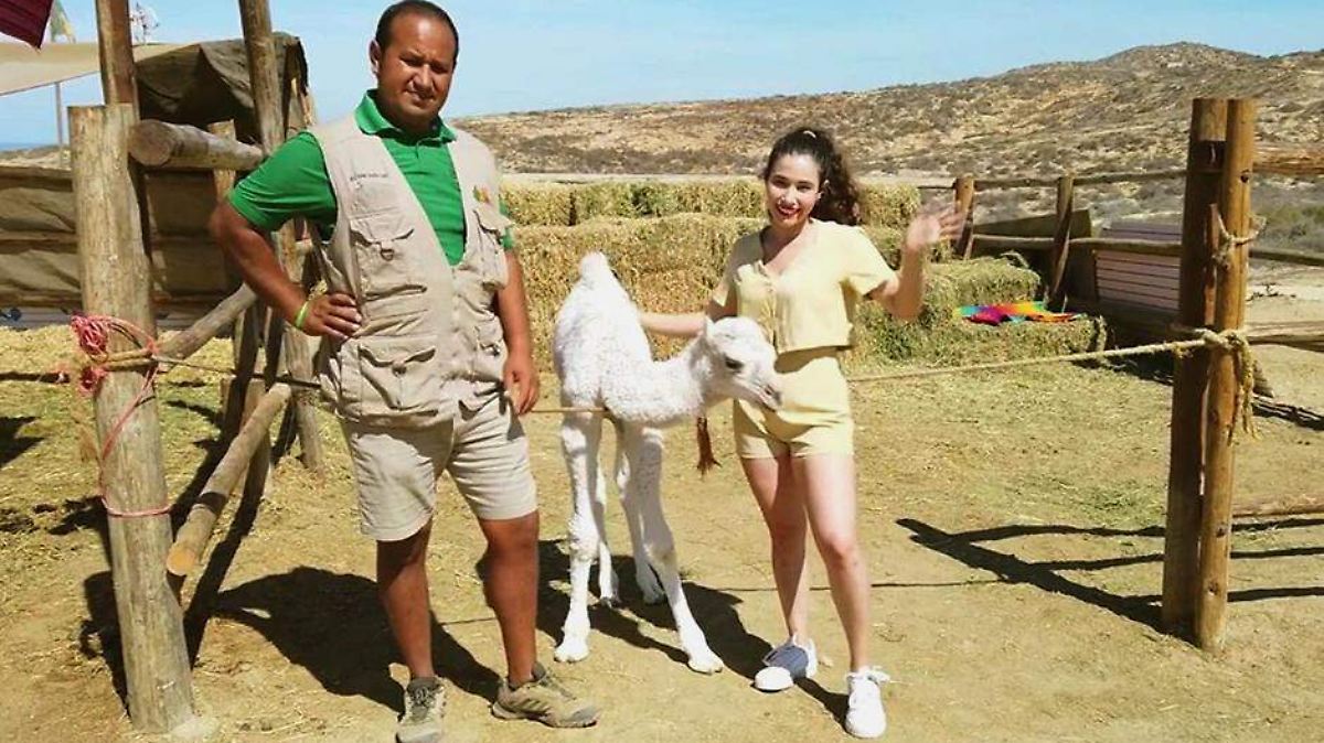 Nace primer camello sudcaliforniano en Los Cabos