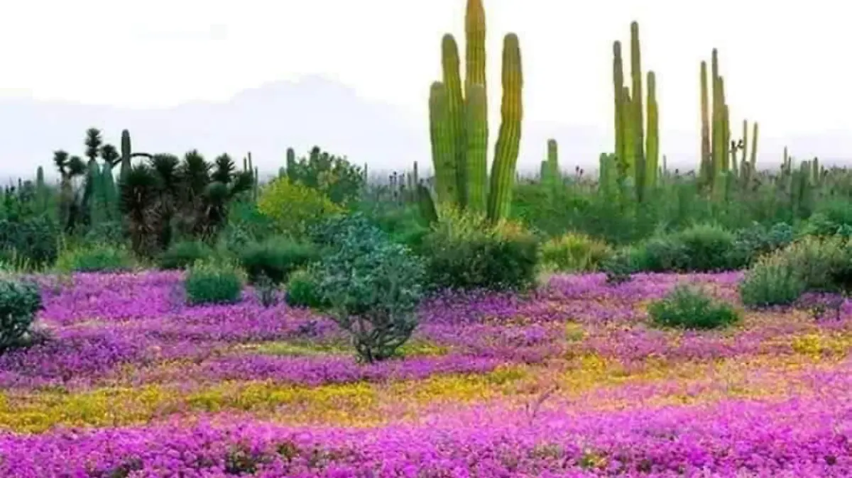 El desierto se llena de color: plantas nativas de BCS florecen con la primavera