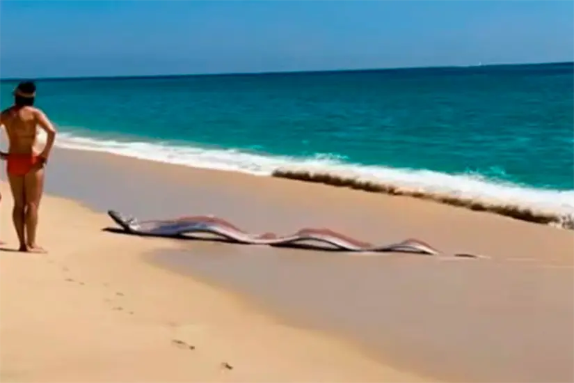 Captan peces remo en playas de Cabo San Lucas y el video se vuelve viral