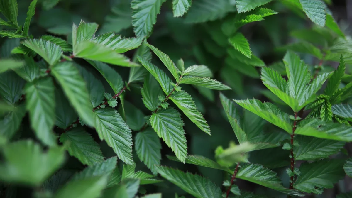 Las plantas son verdes, pero no por el motivo que te enseñaron en el colegio