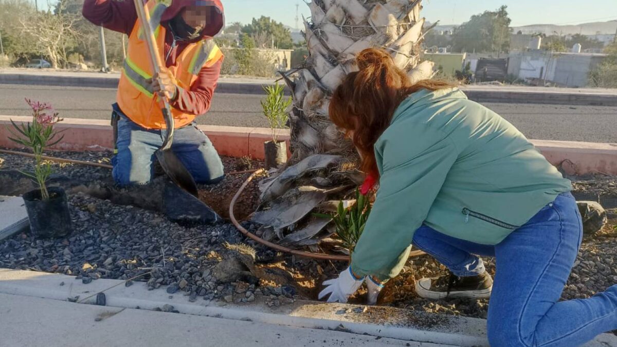 Reforestan La Paz con 300 árboles y refuerzan riego con agua tratada en parques y camellones