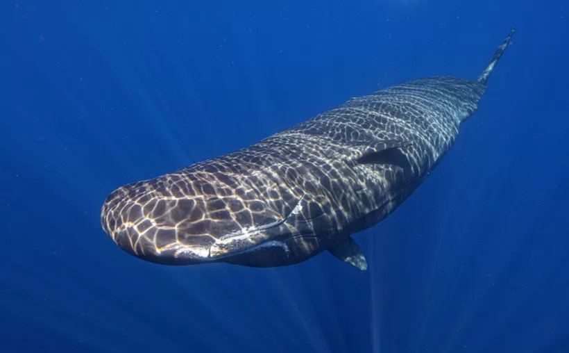 Captan inédito parto asistido entre cachalotes hembra en mar abierto
