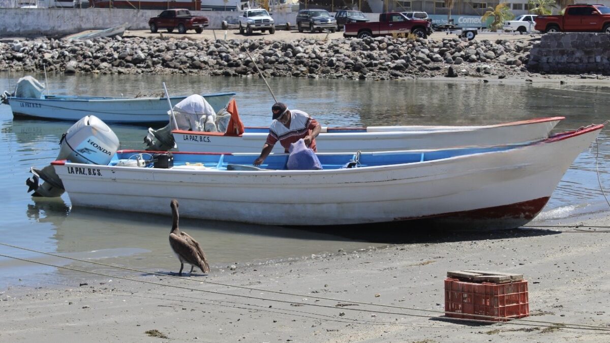 Fortalece SEPADA organización y desarrollo del sector pesquero y acuícola en BCS