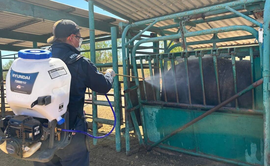 Destina Gobierno de BCS 40 mdp para fortalecer la sanidad del sector primario en 2026