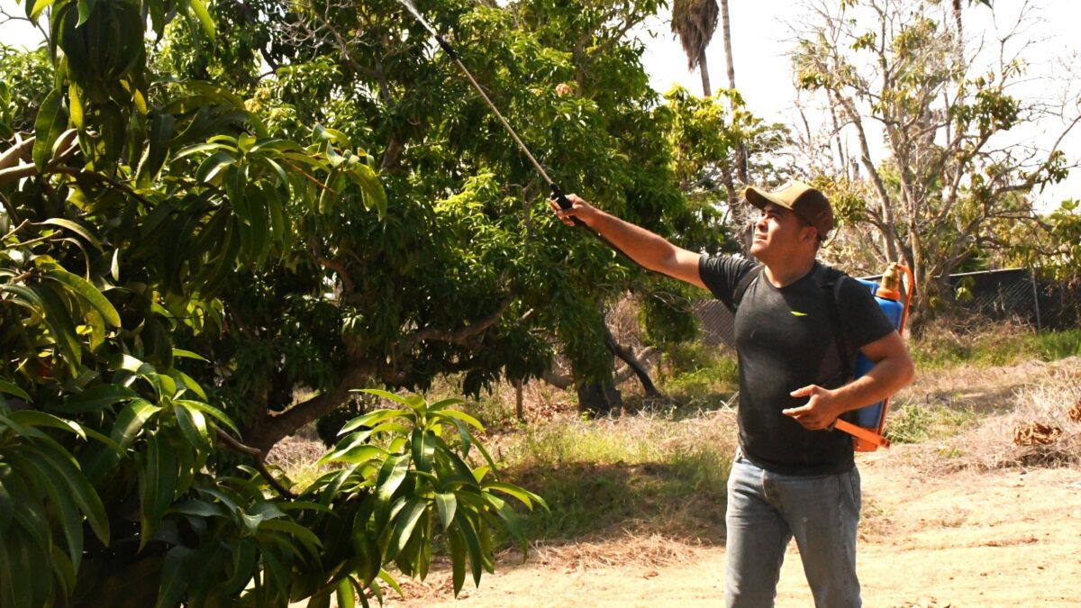 Refuerzan en BCS campaña contra la mosca de la fruta con inversión de 2 mdp