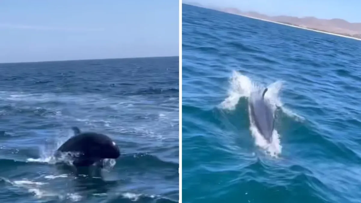 Captan en video posible vaquita marina frente a Todos Santos; piden confirmar avistamiento