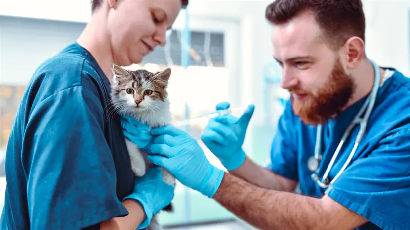 Vacunación antirrábica en La Paz: dónde proteger a tu mascota antes de que termine la campaña