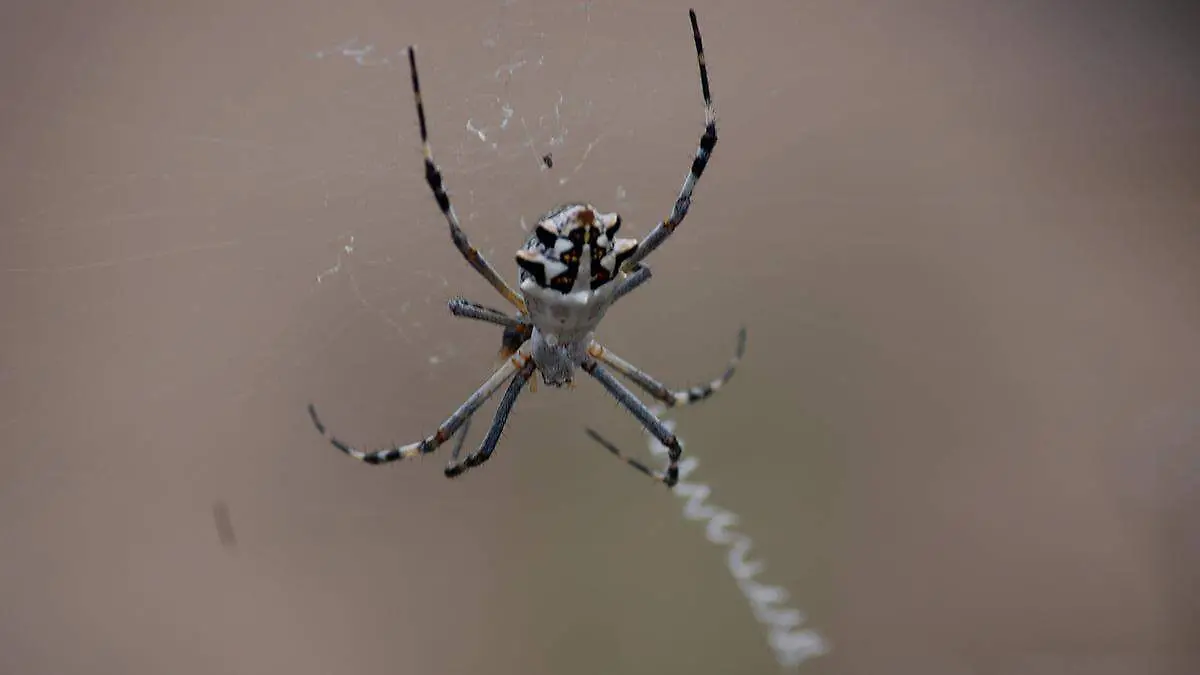 ¿Vas a acampar? Esto debes hacer para evitar picaduras en BCS