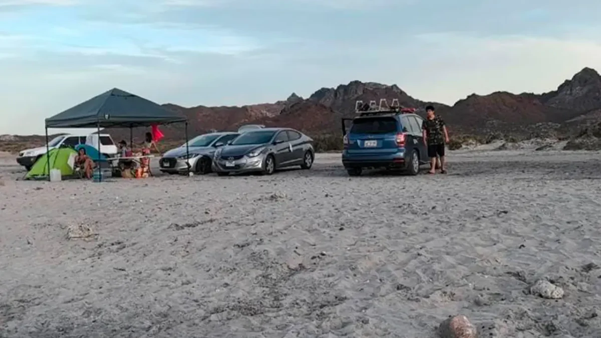 Vehículos en playas de La Paz ponen en riesgo a aves en plena temporada de reproducción