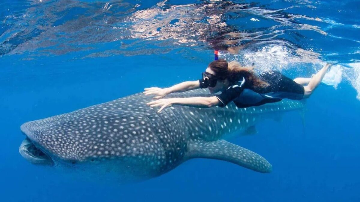 Rendirán homenaje al tiburón ballena en el malecón de La Paz este 5 de mayo