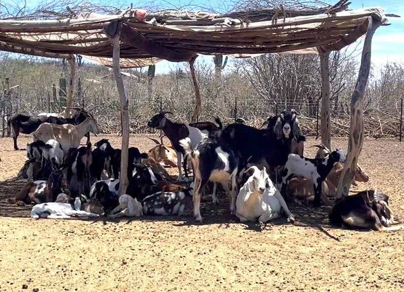 SEPADA refuerza capacitación en sanidad animal con el curso AUTOSIM