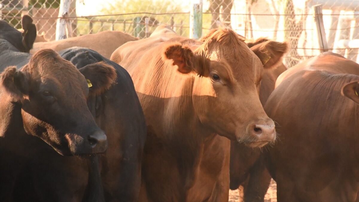 Gobierno de BCS refuerza acciones para erradicar la garrapata boophilus