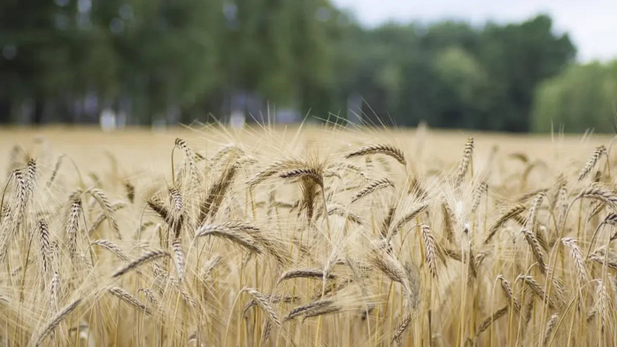 Se desploma 40% la producción de trigo en BCS; pérdidas superan los 26 mdp en Comondú