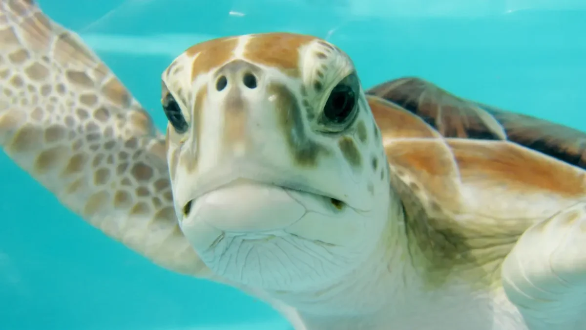 Estas cinco especies de tortugas marinas peligran en Loreto por decreto de altura
