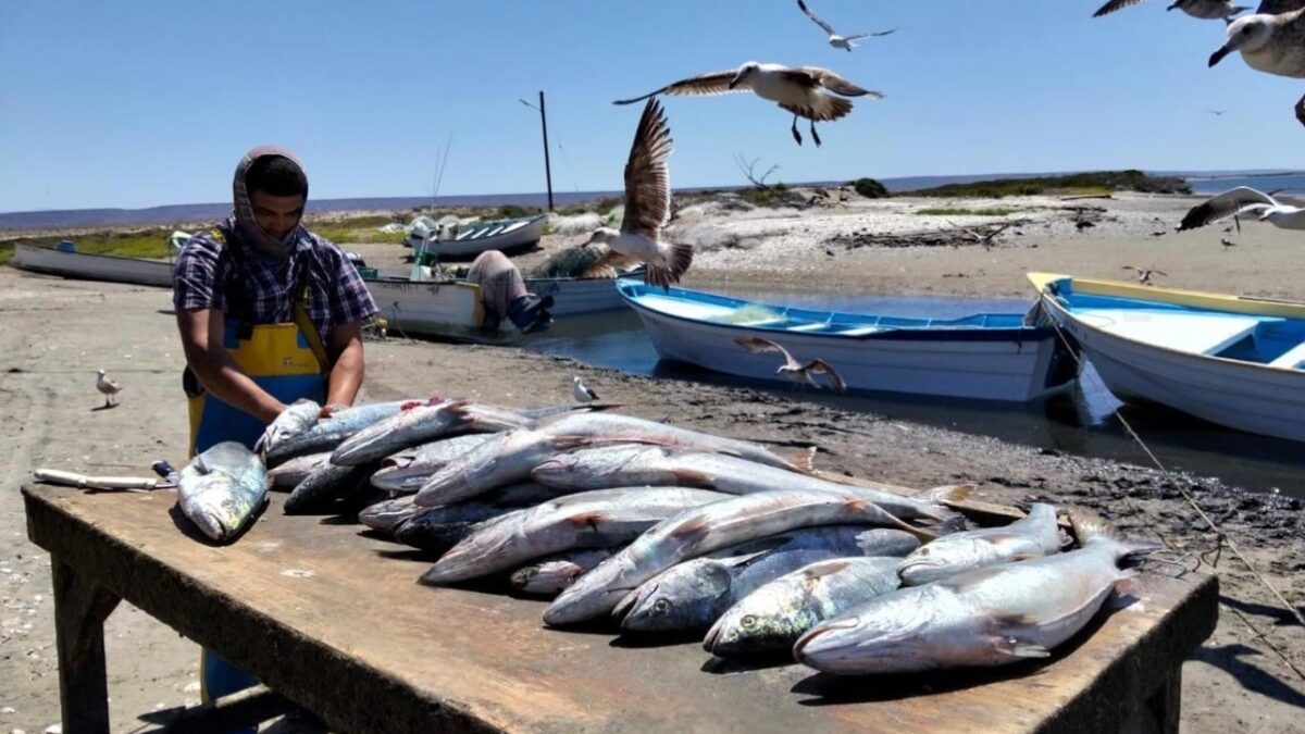 Convoca SEPADA a integrarse al seguro de vida pesquero y acuícola