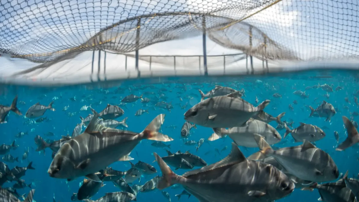Kampachi Omega Azul: El pez mexicano que nace en tierra y crece en el mar de La Paz