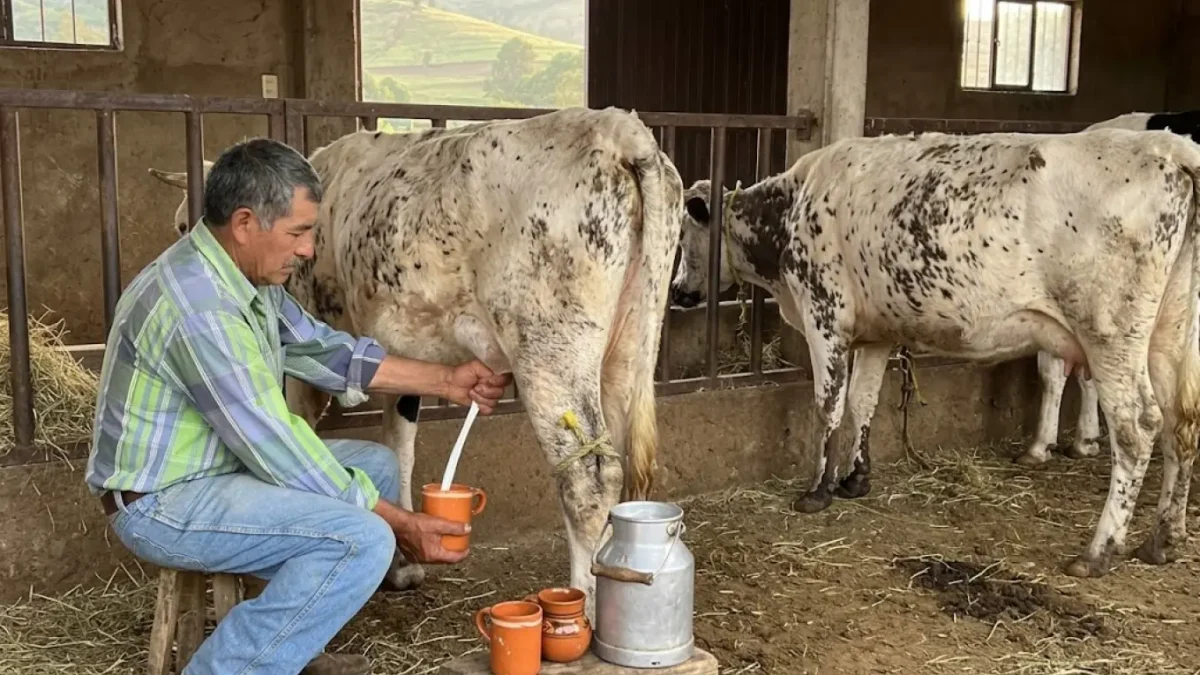 Pajarete: La bebida de Jalisco que mezcla leche recién ordeñada, chocolate y alcohol