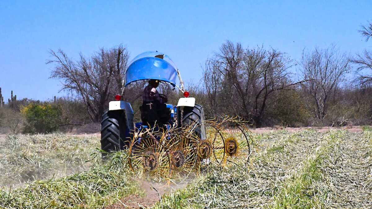 Proyecta Vivero del Valle de Santo Domingo 3 mil 500 pacas de forraje en 2026