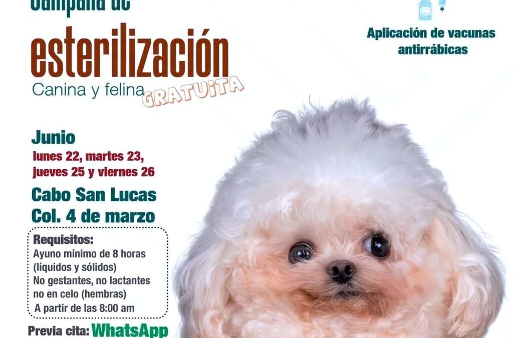 Instituto de Salud Municipal realiza jornada gratuita de esterilización canina y felina en Cabo San Lucas