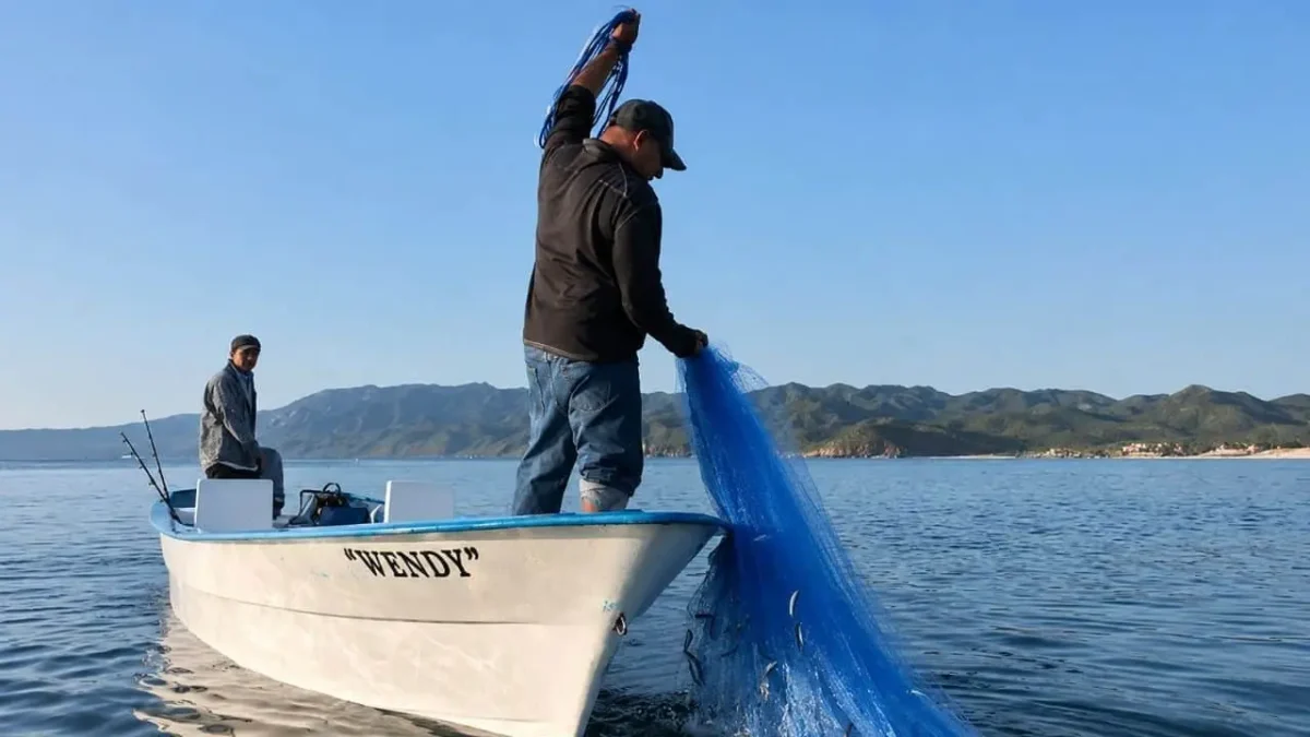 Crean tres nuevas Zonas de Refugio Pesquero en La Paz para recuperar especies marinas