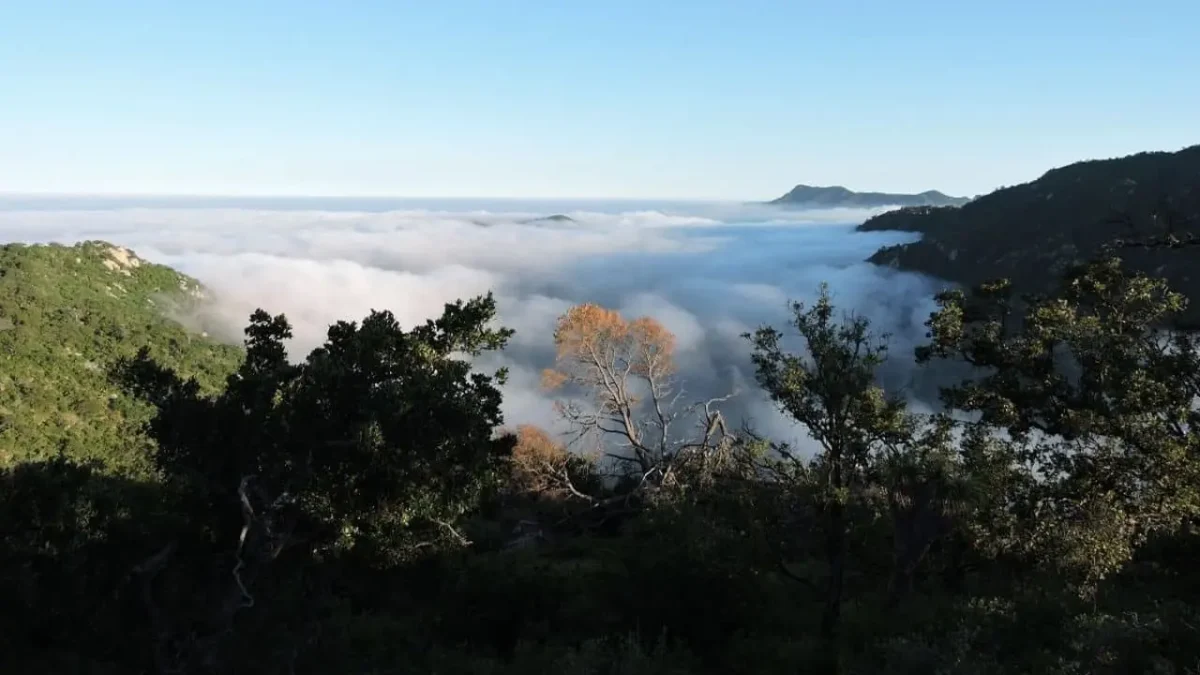 Denuncian penalmente tala ilegal y cambio de uso de suelo en Sierra la Laguna