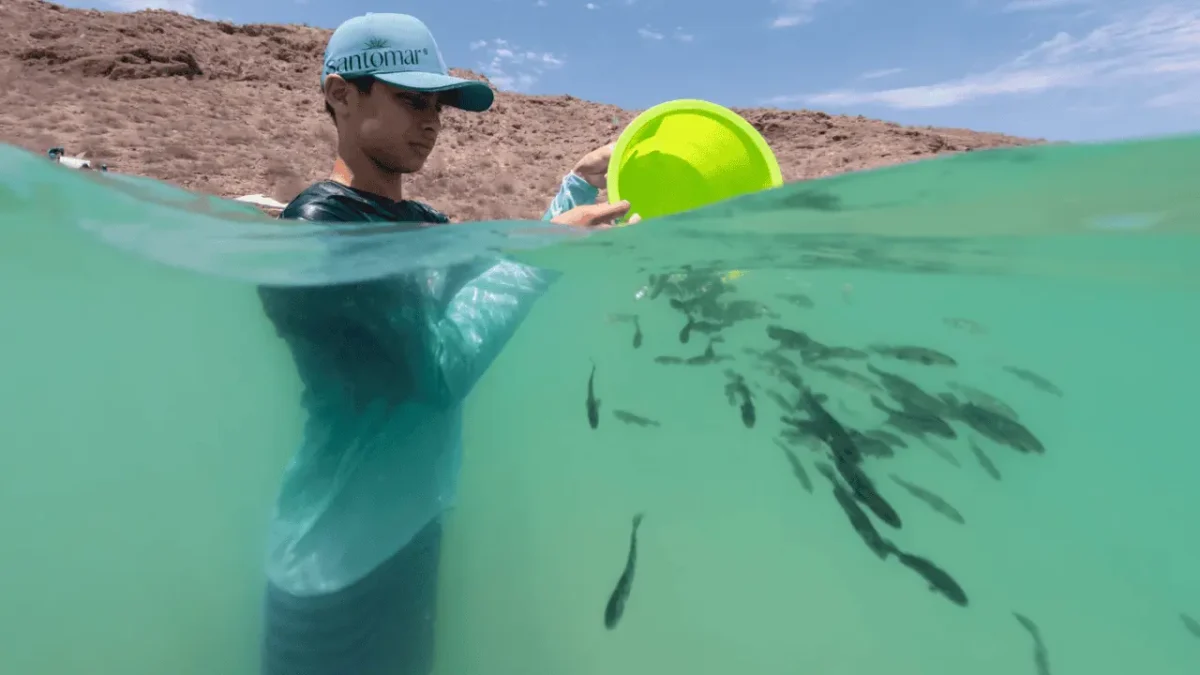 Liberan 40 mil totoabas en Bahía Concepción; ya suman más de 310 mil en el Golfo de California