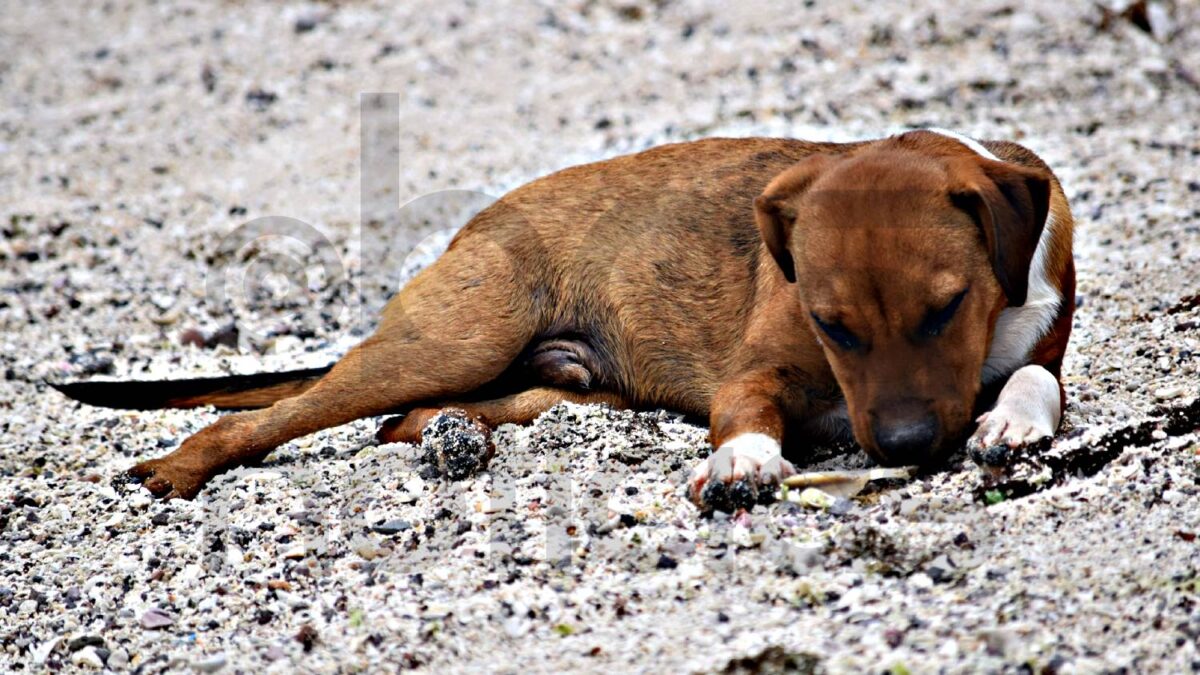 Proponen crear Procuraduría Animal para combatir maltrato y fortalecer protección en BCS
