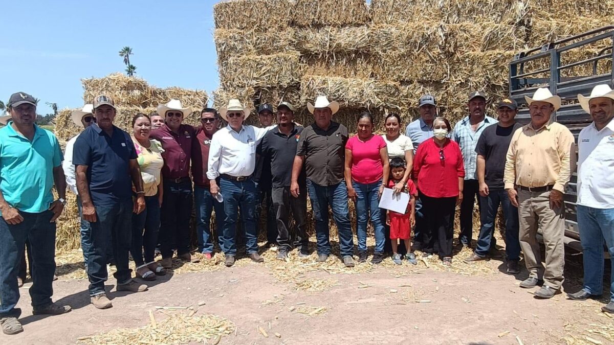 Apoya SEPADA a productores de Comondú con entrega de maíz forrajero