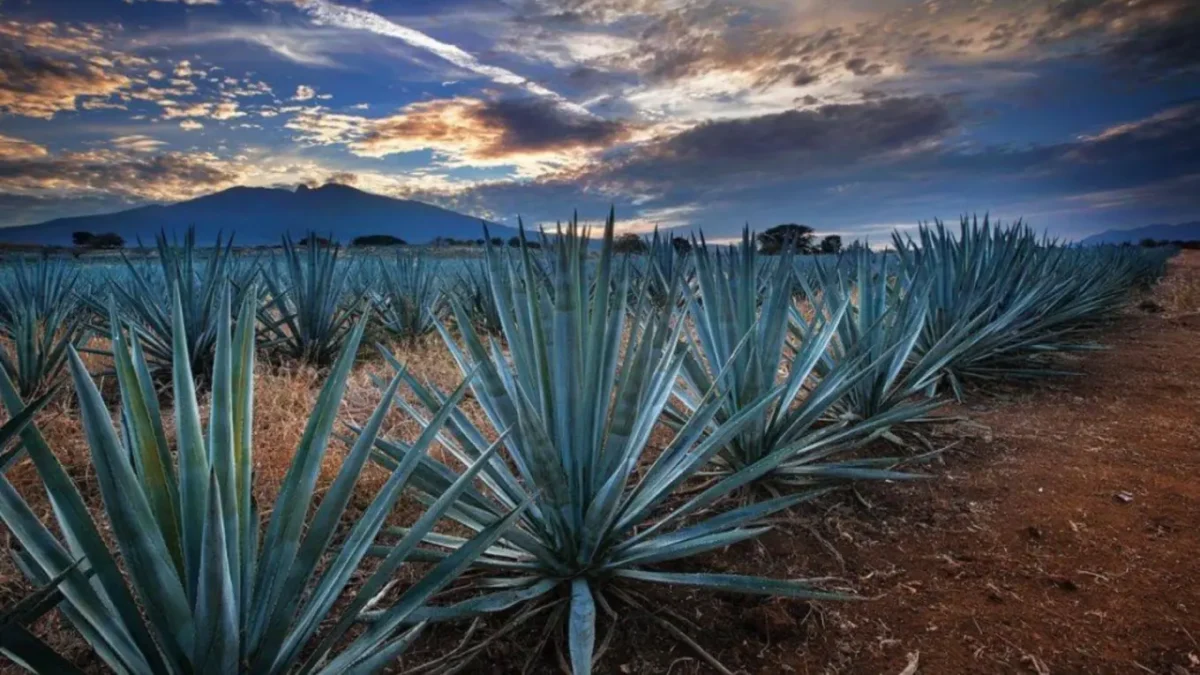 Día Internacional del Tequila ¿Cómo se convirtió esta bebida en símbolo de la mexicanidad?