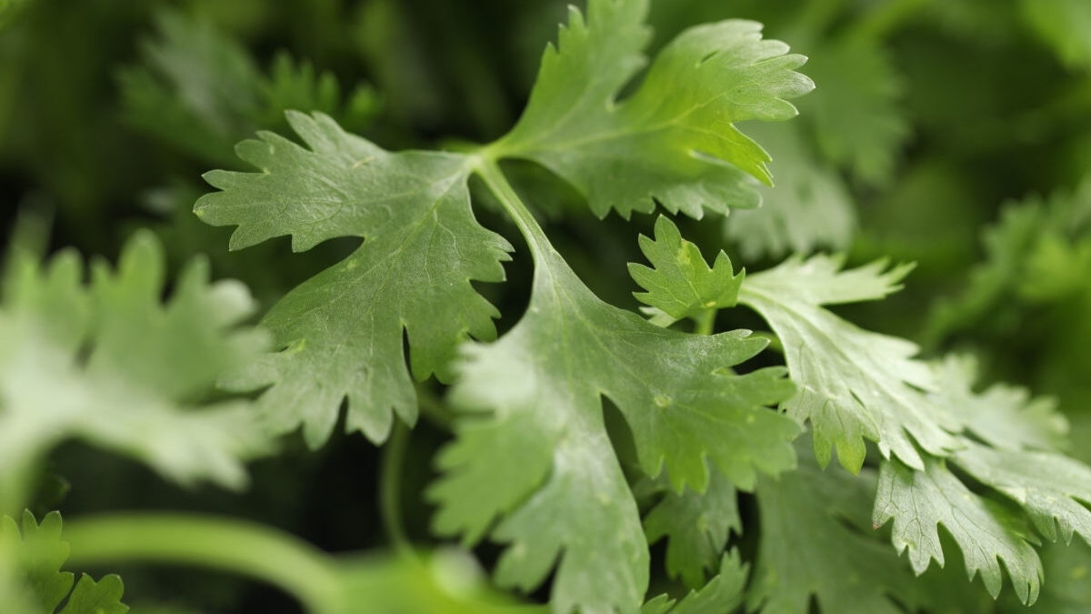 EU ahora sospecha del cilantro y perejil mexicanos con el brote de ciclosporiasis