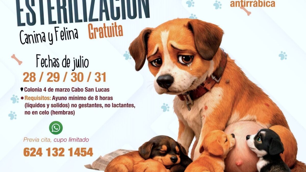 Anuncian campaña gratuita de esterilización canina y felina en Cabo San Lucas