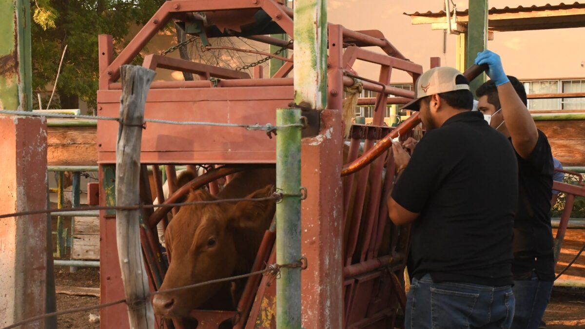 SEPADA prepara inicio del barrido de tuberculosis bovina 2026-2030 en Loreto
