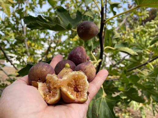 Impulsará Gobierno de BCS estrategias de comercialización del higo blanco en Vizcaíno