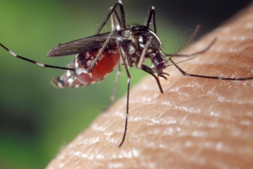 Vacuna contra el dengue entra al Compendio Nacional en México; ¿qué significa esto?