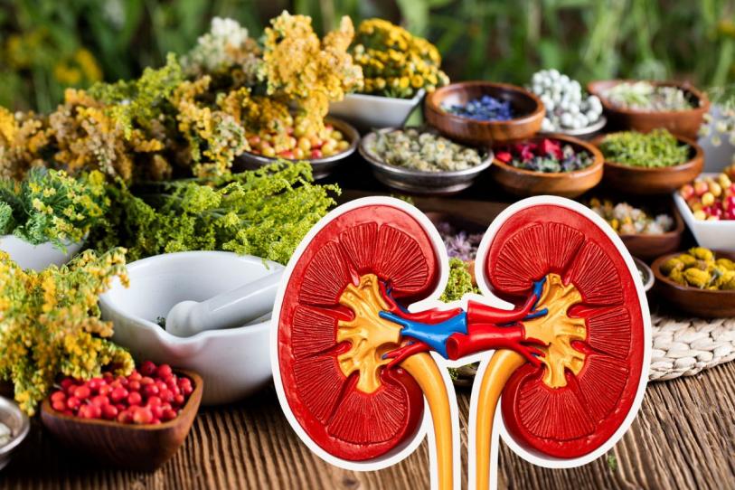 Plantas medicinales para los riñones: ¿Cuáles son y son seguras?
